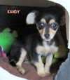 Kandy (Puppy)