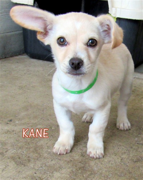 Kane (Puppy)