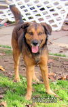 DiNozzo