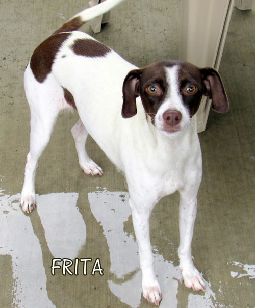 Frita