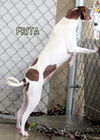 Frita
