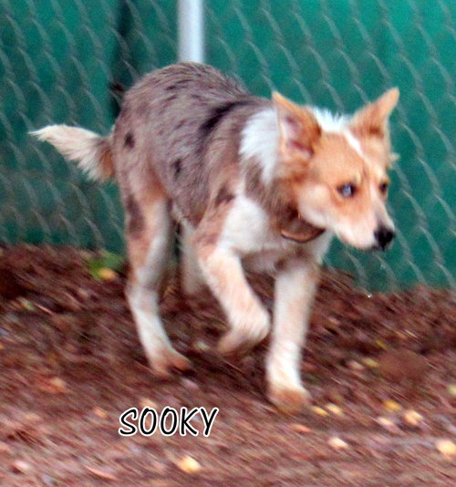 Sooky