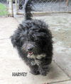 Harvey (Ritzy)