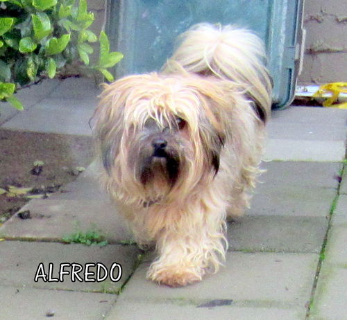 Alfredo (Ritzy)