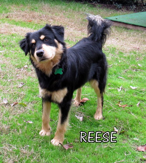 Reese