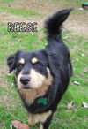 Reese