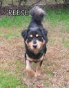 Reese