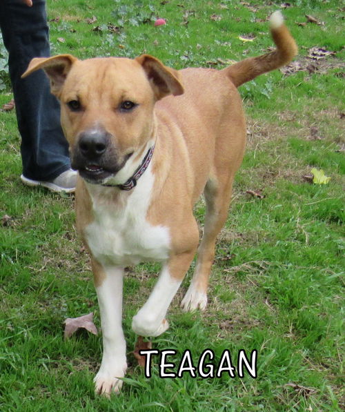 Teagan