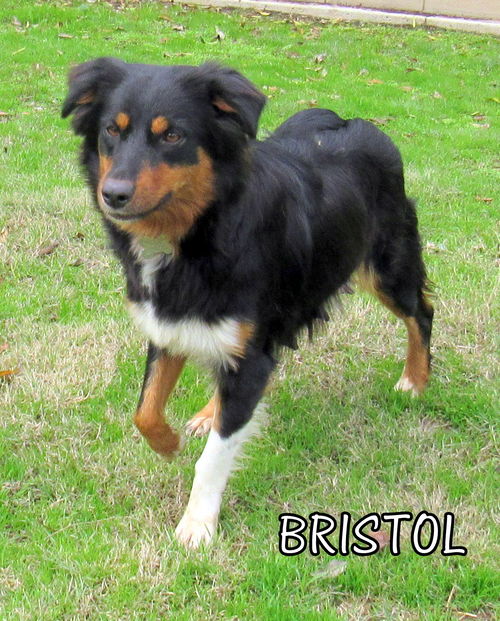 Bristol (Ritzy)