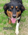 Bristol (Ritzy)