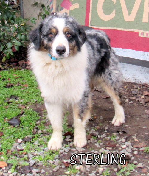 Sterling (Ritzy)