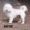 Baxter