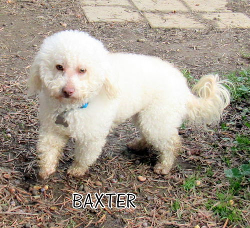 Baxter