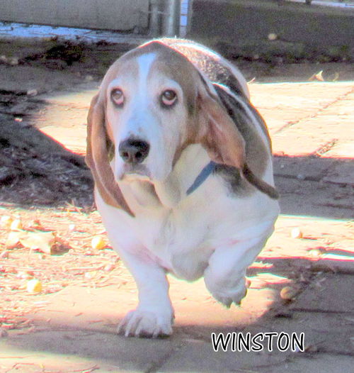 Winston (Ritzy)