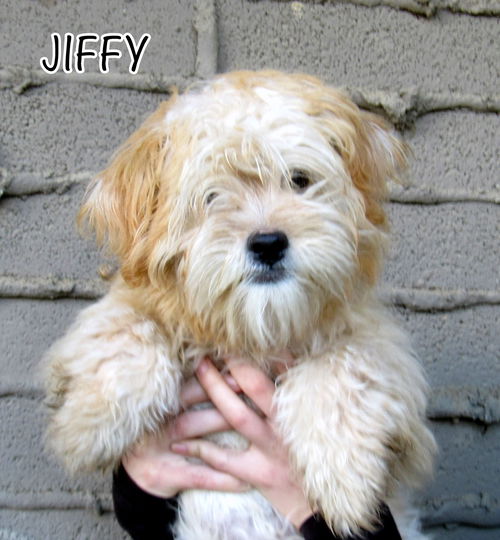 Jiffy