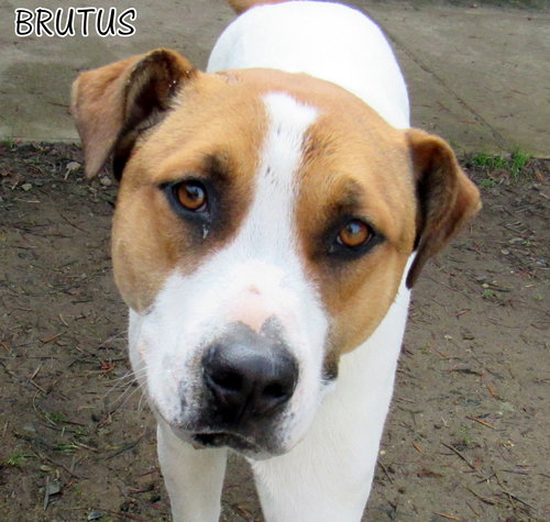 Brutus