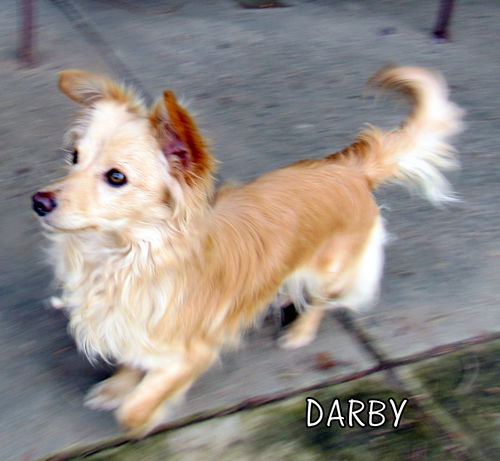 Darby