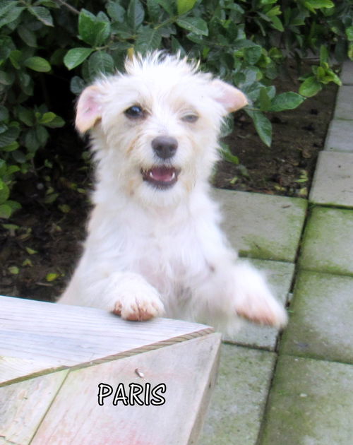 Paris (Puppy)