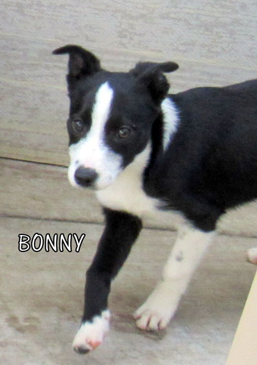 Bonny (Puppy)