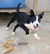 Bonny (Puppy)