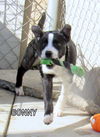 Bonny (Puppy)