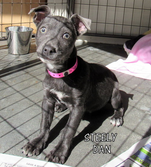 Steely Dan (Puppy)