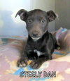 Steely Dan (Puppy)