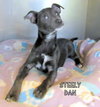 Steely Dan (Puppy)