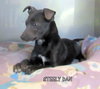 Steely Dan (Puppy)