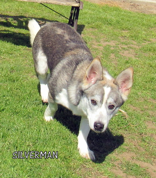 Silverman