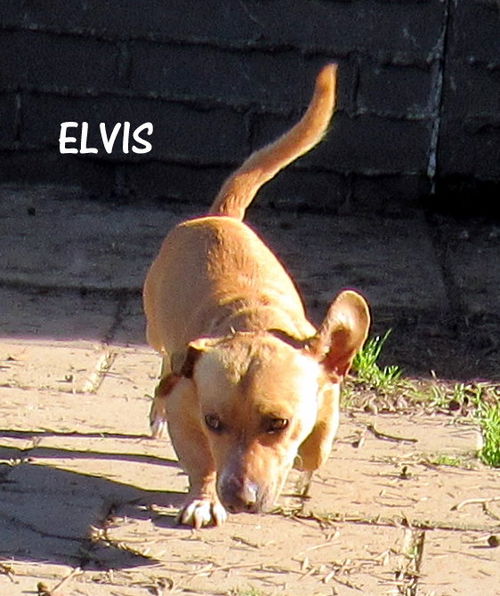 Elvis