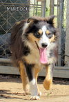 Murdock
