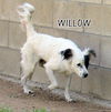 Willow