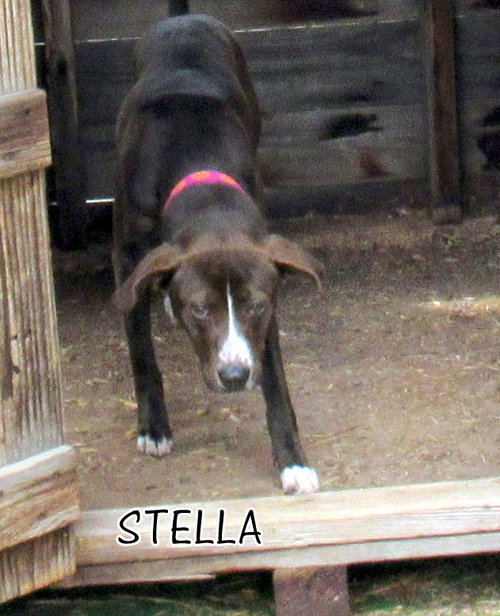 Stella