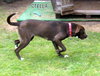 Stella