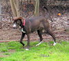 Stella