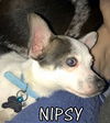 Nipsy (Puppy)