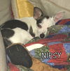 Nipsy (Puppy)