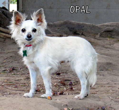 Opal