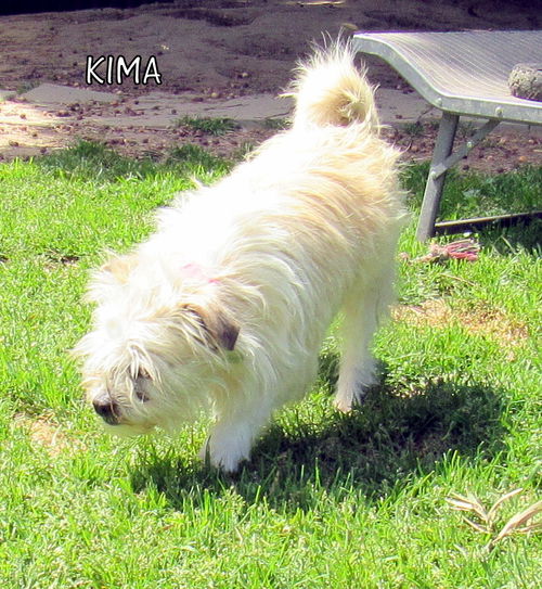 Kima