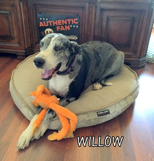 Willow (Ritzy)