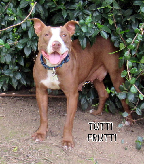 Tutti Frutti