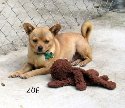 Zoe