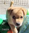 Zander (Puppy)