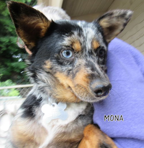 Mona