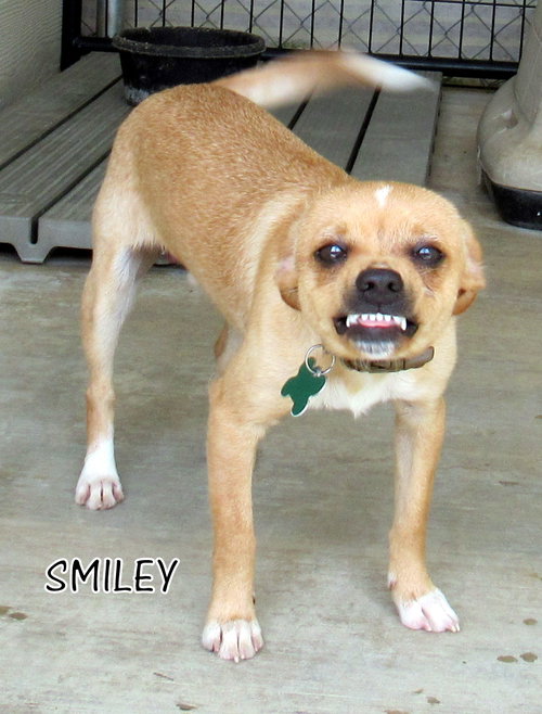 Smiley