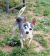 Sylvie (GrandPaws)