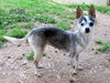 Sylvie (GrandPaws)