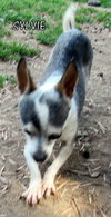 Sylvie (GrandPaws)