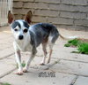 Sylvie (GrandPaws)